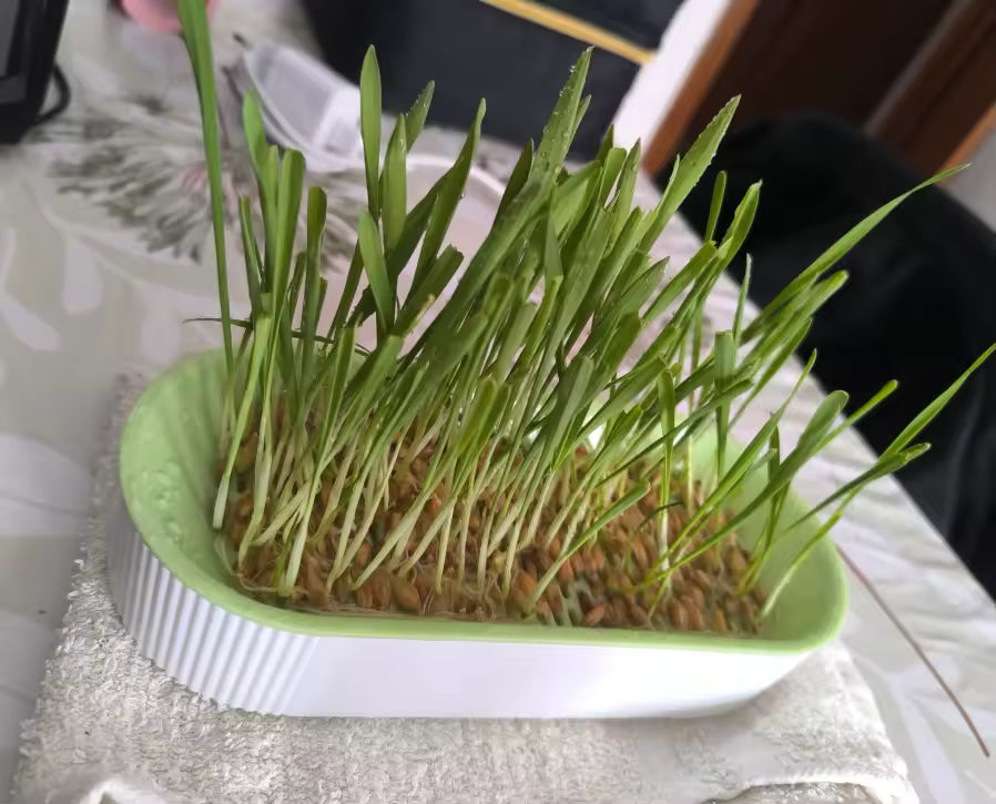 KittyGrass™ Indoor Cat Garden
